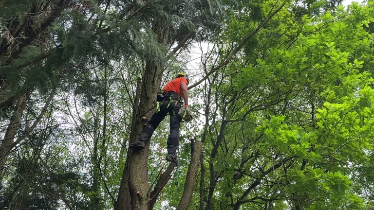 How Our Tree Care Process Works  in  Manning, SC